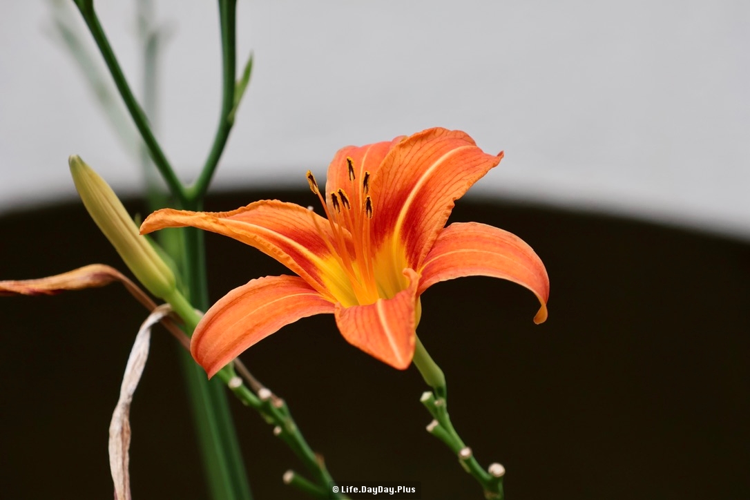 75463601-1D96-4459-B86A-3C69165A4FC6_1_105_c