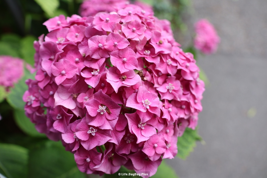 8A656F9F-A086-4439-9917-D8D79390AACF_1_105_c