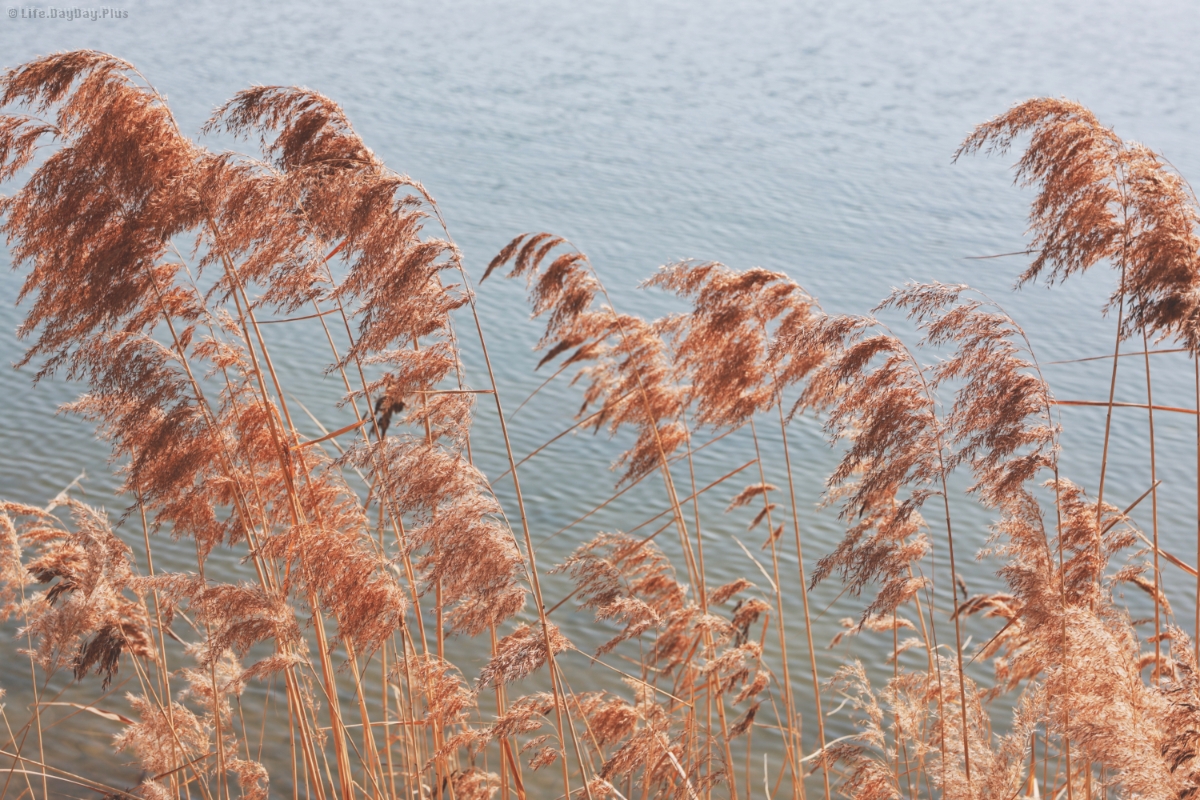 芦苇