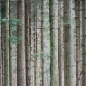 森林